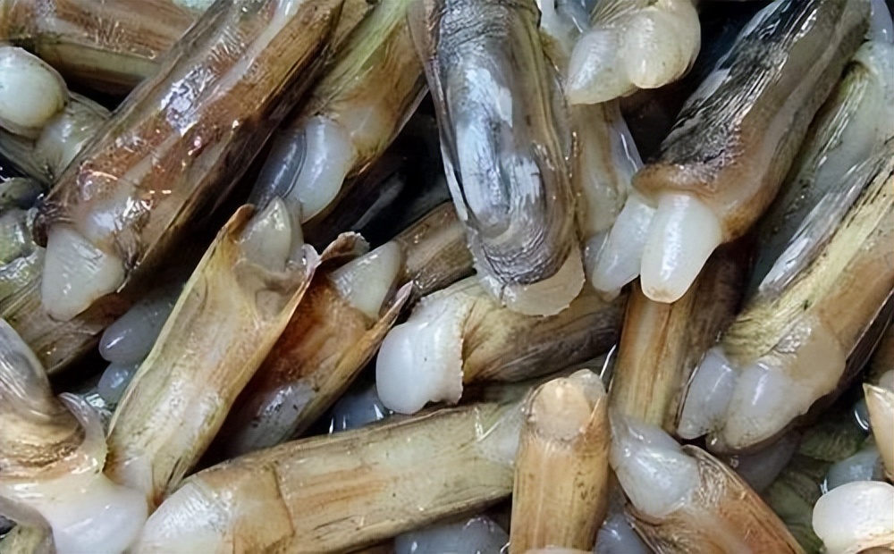 Don't miss the best time to eat razor clams - iNEWS