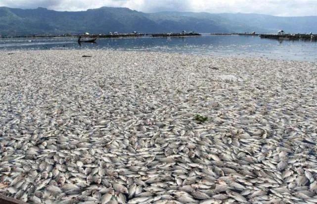 日本罪行瞒不住了 近海出现密密麻麻浮尸 世界目光移向东京 资讯咖