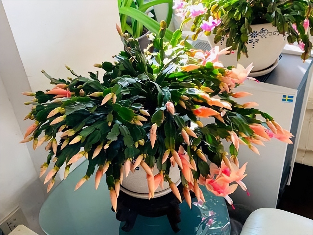 If you want the crab claw orchid to bloom, do this "little action