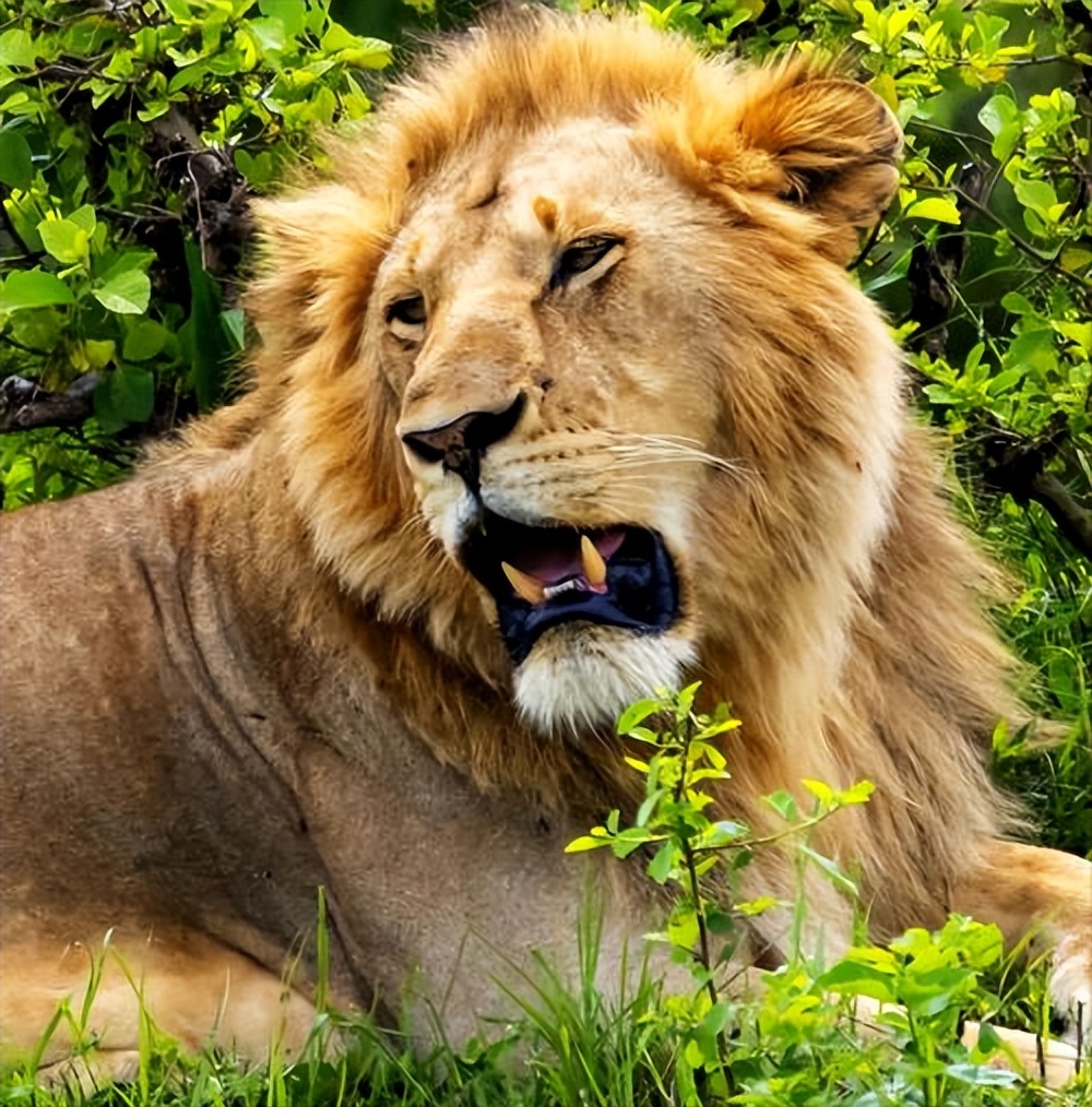 The irony of racial discrimination and social corruption is vividly