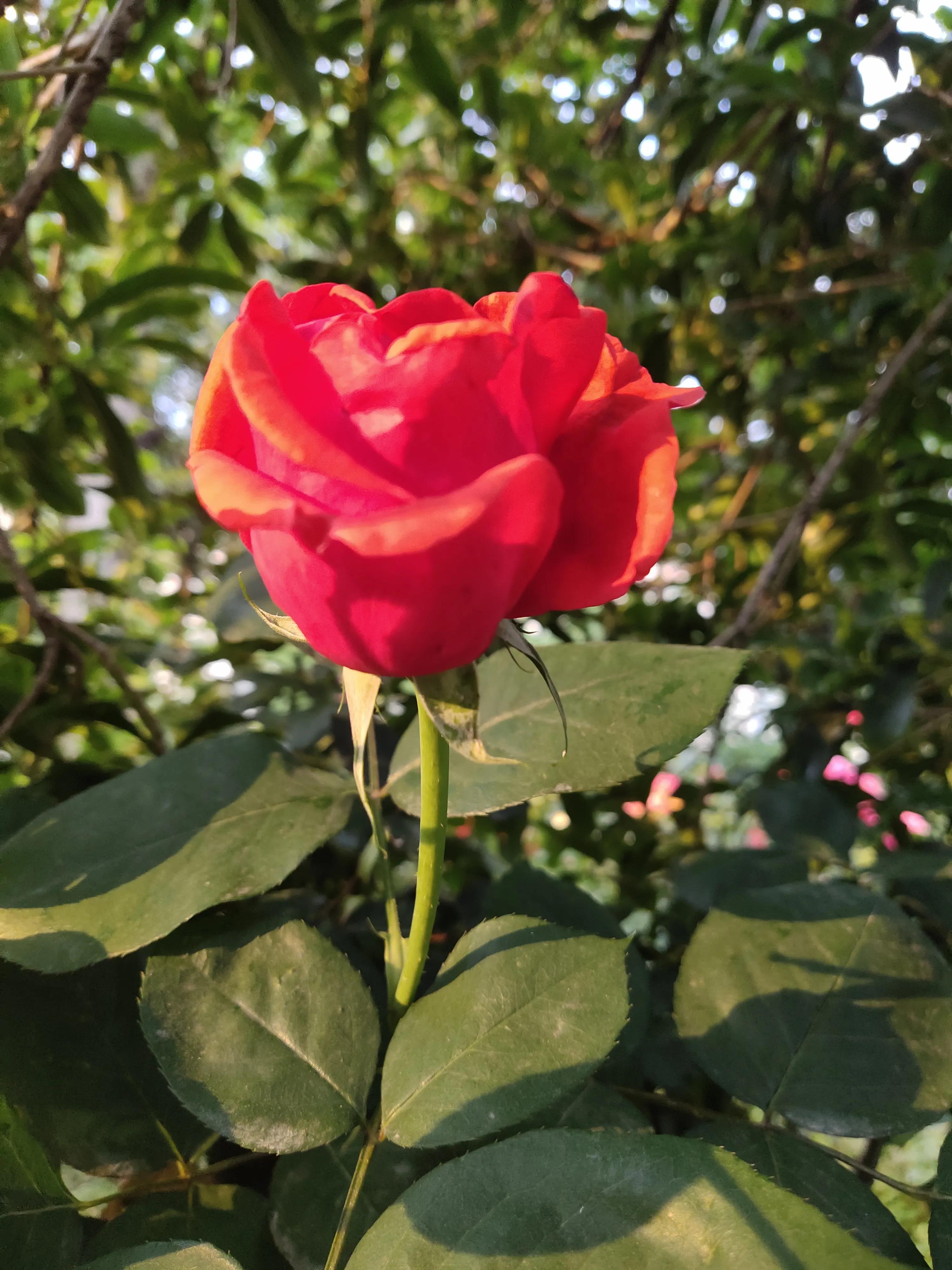 Watching Chinese roses bloom (original) iNEWS