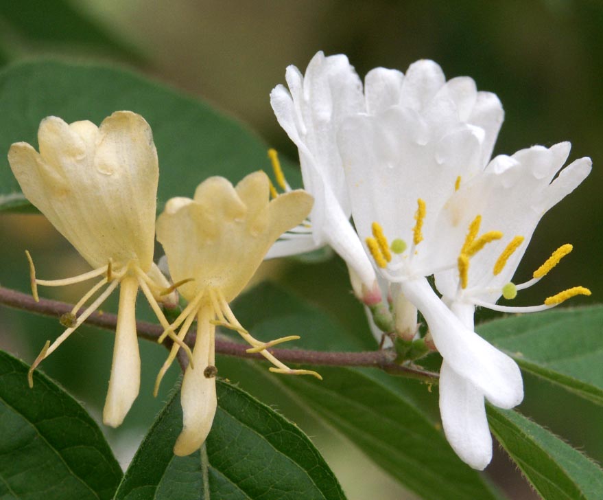 金银木 开花芳香 金银相映 秋果亮艳 是花果俱佳的观赏花木 资讯咖