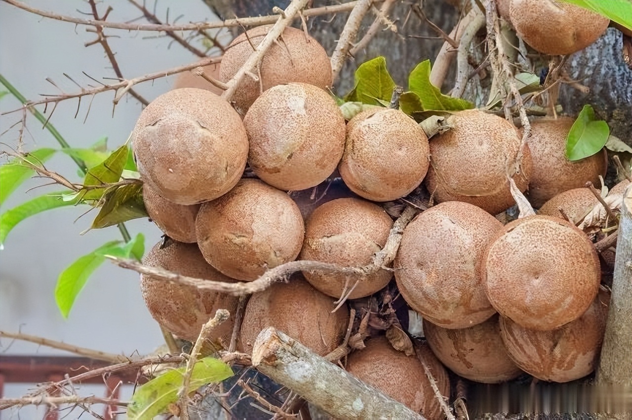 The most dangerous tree in the world, the fruit can explode, the power ...