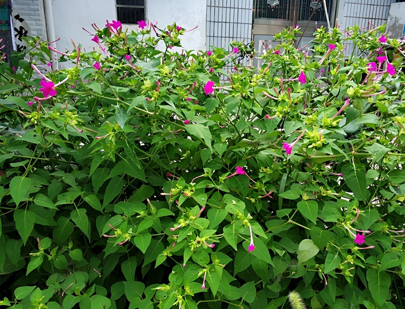 Called "bath flower", it blooms when we take a bath and is now as