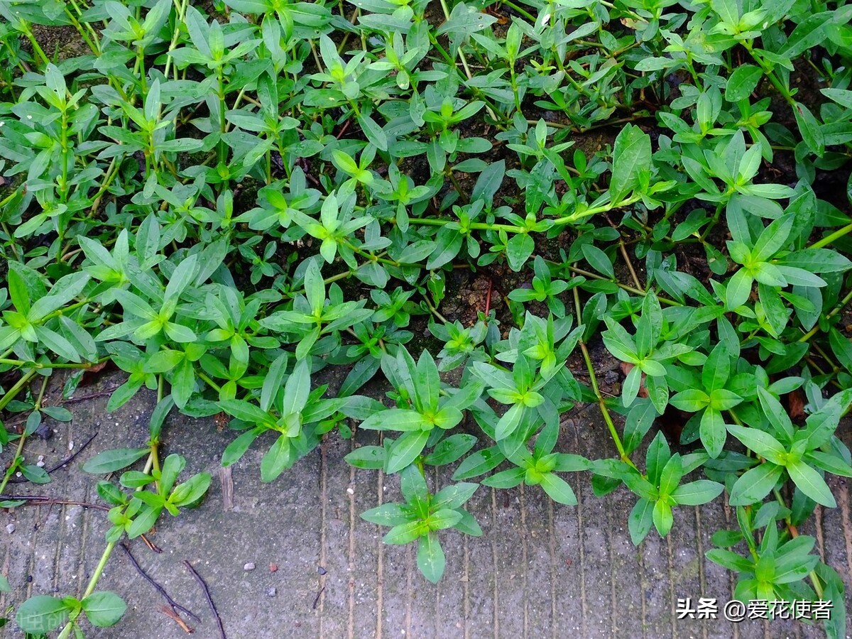 Counting those terrifying invasive plants (2) the amphibious