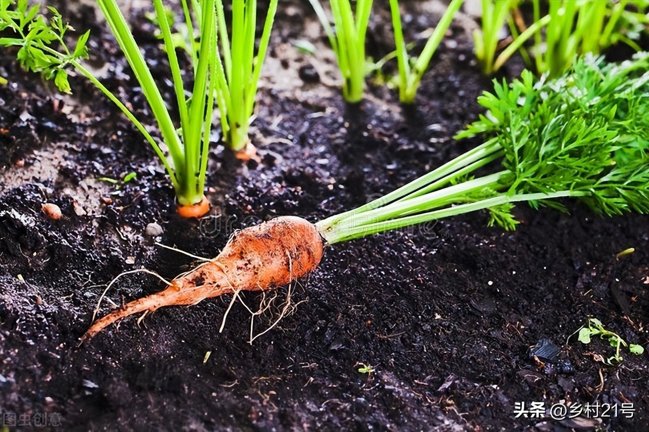 The carrots planted by Bailu have emerged, hurry up and do these three ...