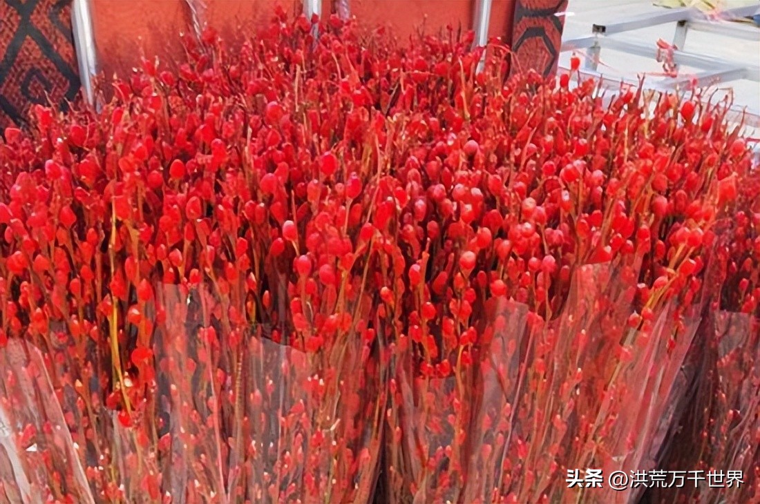How to raise red willow? iNEWS