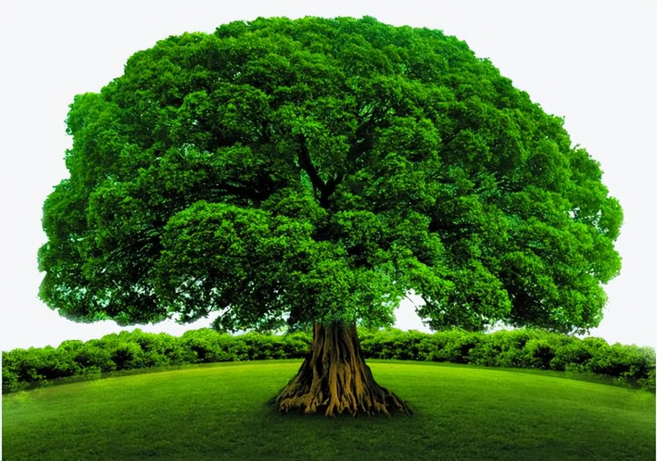 Beyon Tree Banyan Tree: Holding up a forest alone? - iNEWS
