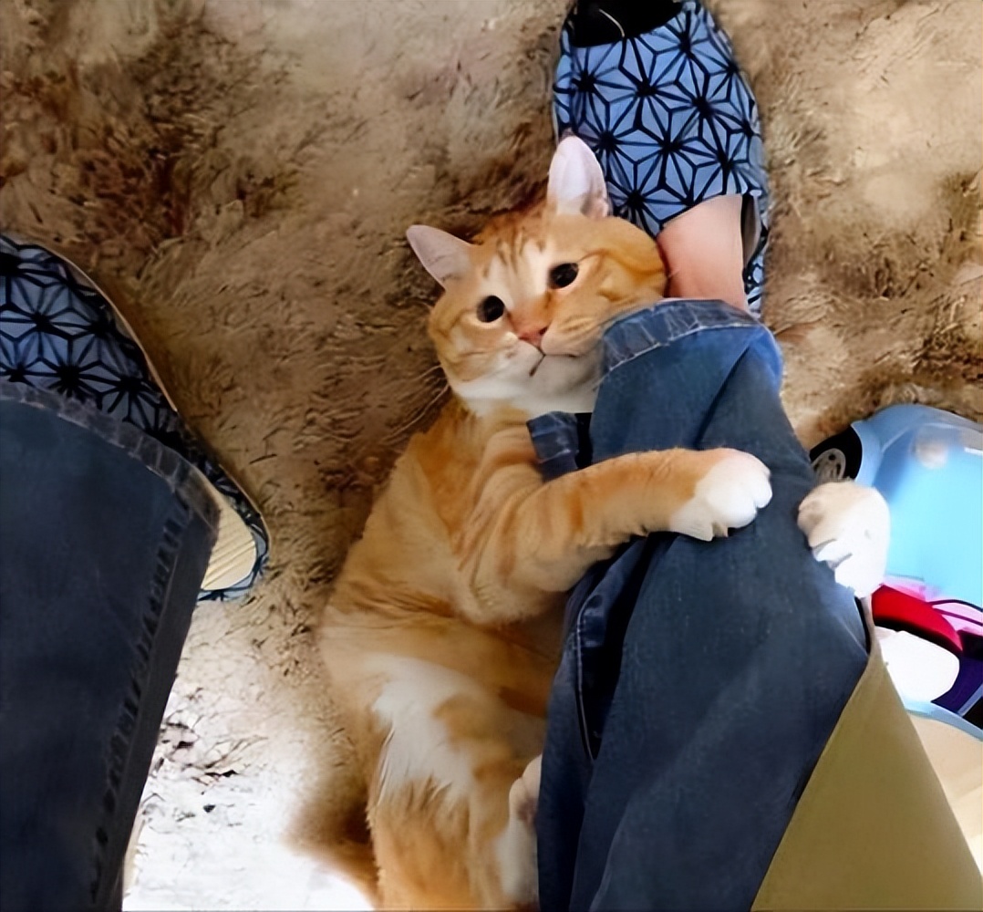 Why do cats like to follow their owners and "followers"? iNEWS