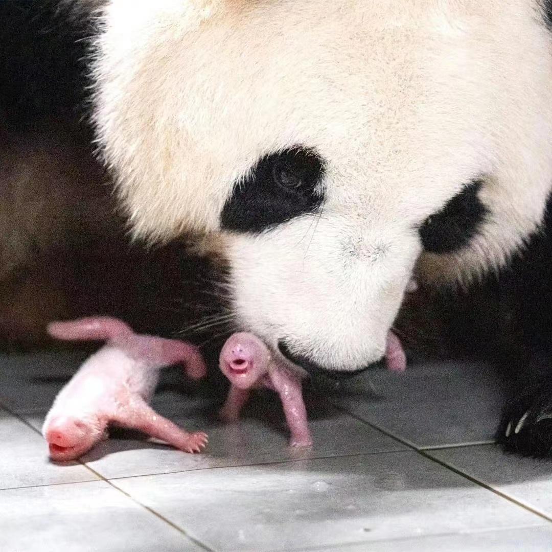 Giant panda Aibao in South Korea gave birth to twins, Fubao has two ...