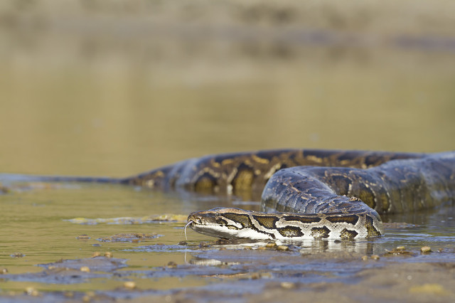 Land Ferocious Animals Ranked 18: Pythons - iMedia