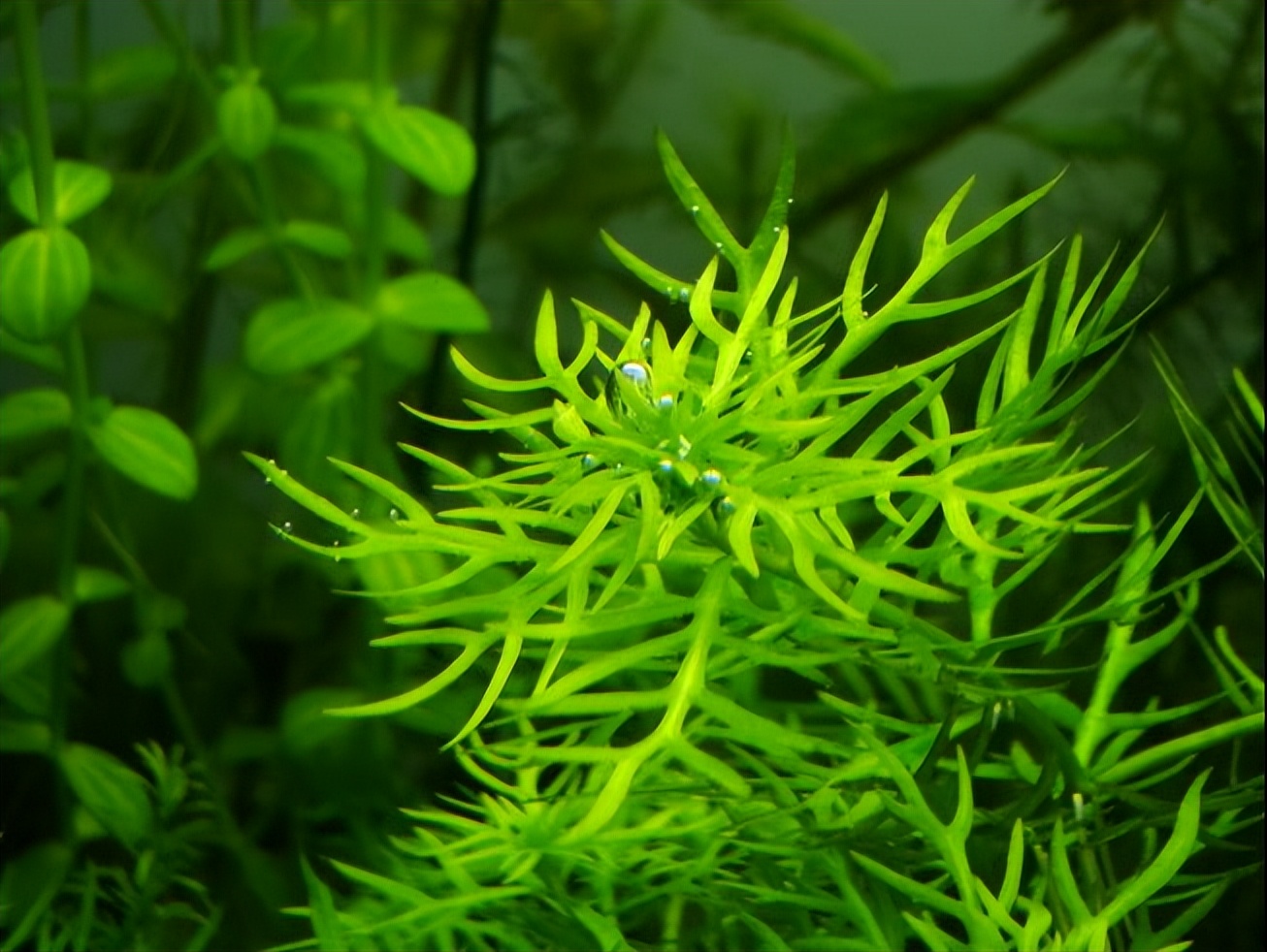 Morphological identification and ecological notes, what impact