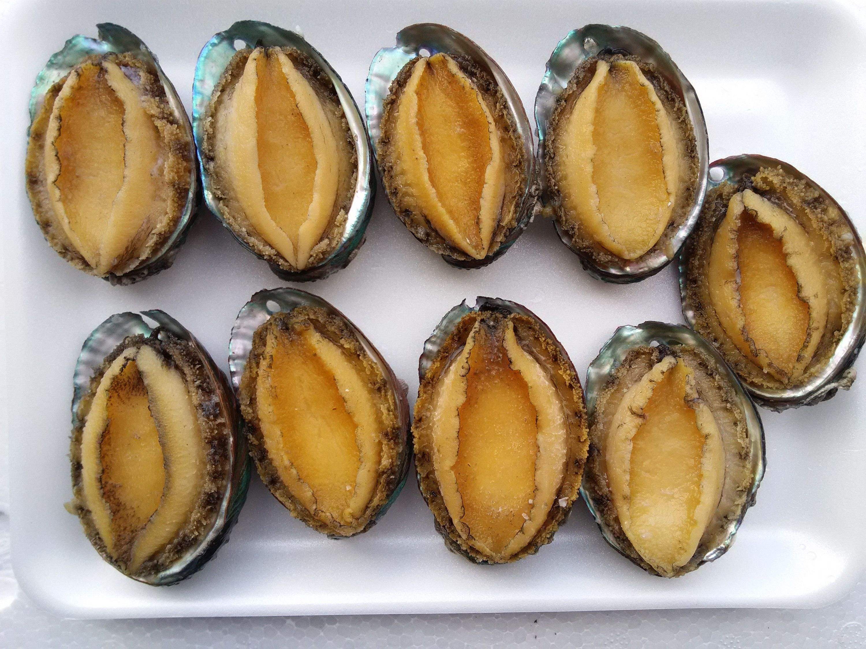 Why does everyone love to eat abalone? I could not understand iNEWS