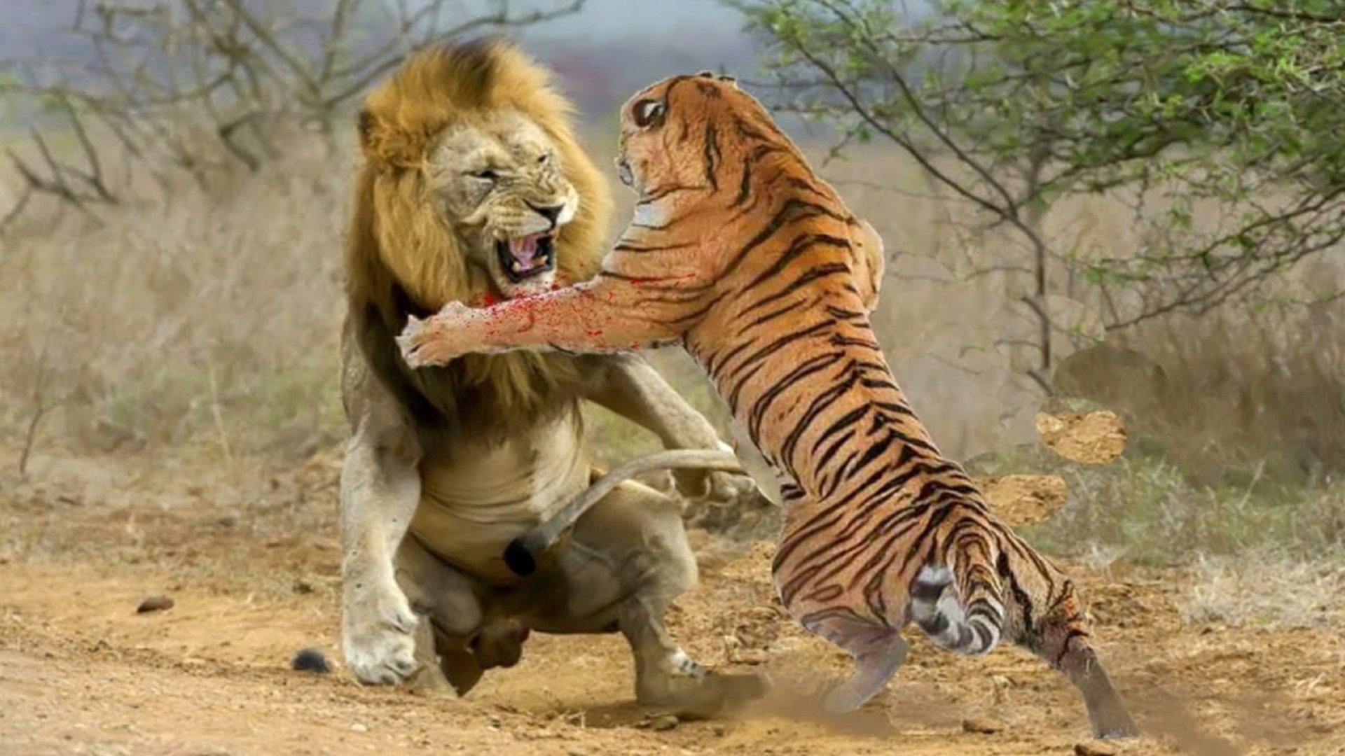 Какой тигр сильнее. Лев против тигра Лев против тигра. Амурский тигр против Льва.
