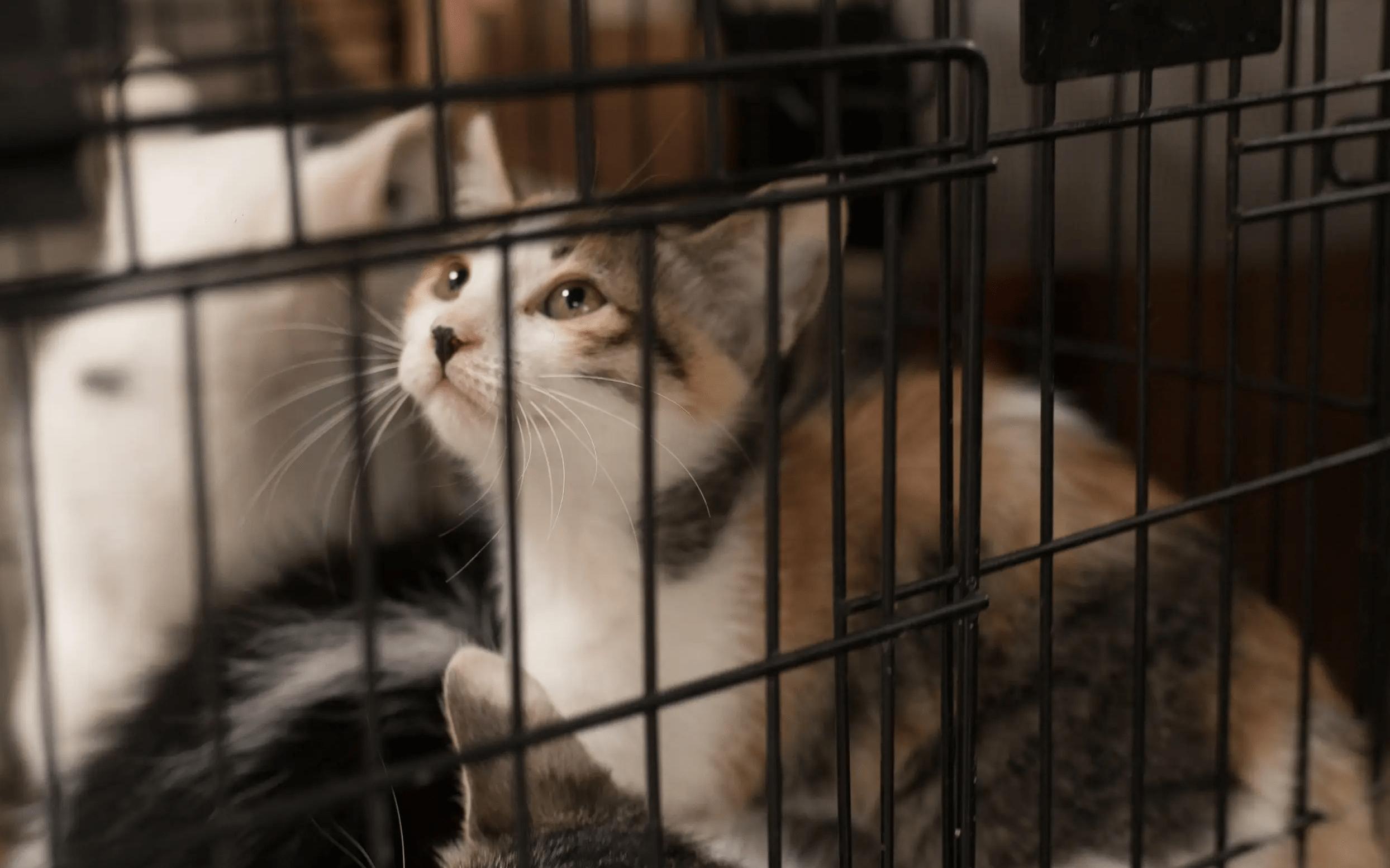 Learn a few tricks to cure disobedient cats and not be afraid of being