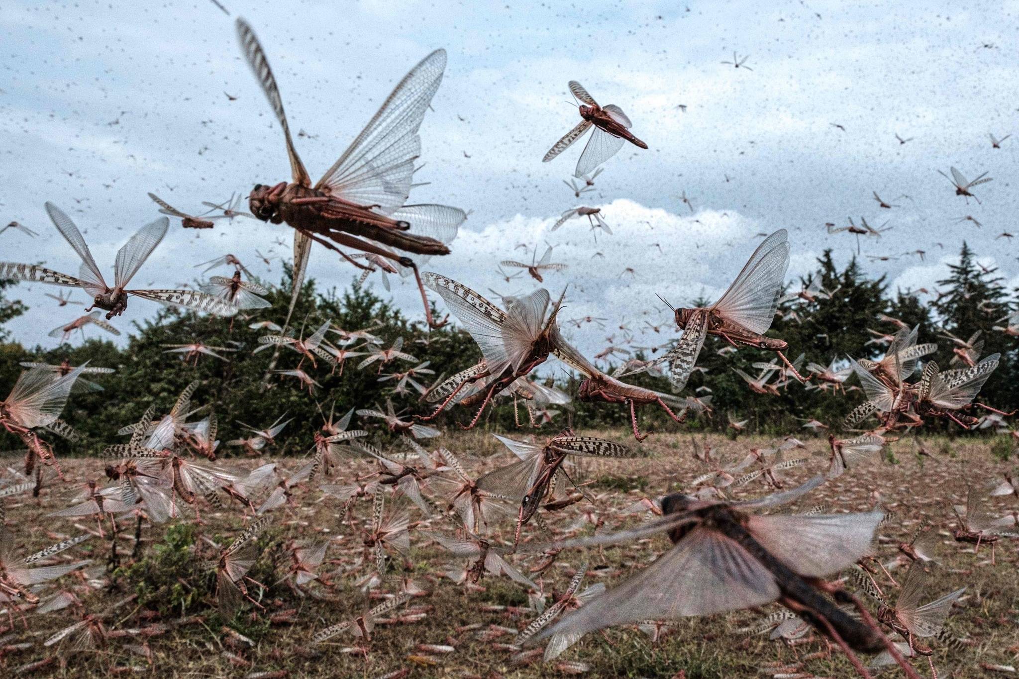 The locusts in the locust plague are highly poisonous, why don't ducks get poisoned after eating