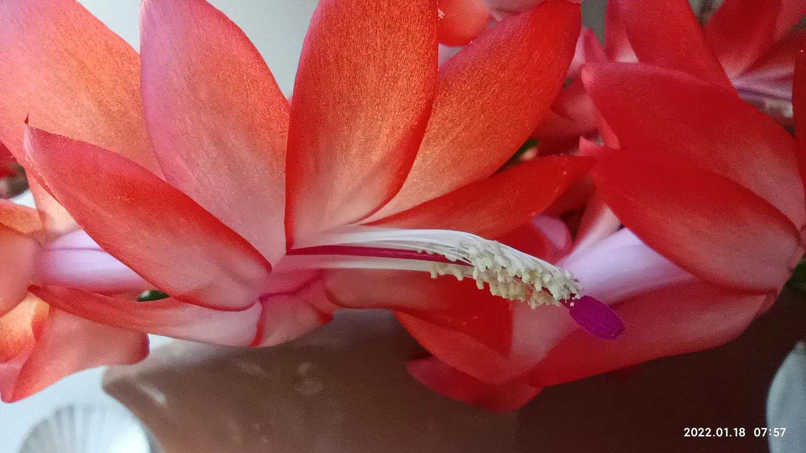 Crab claw orchid in winter iNEWS