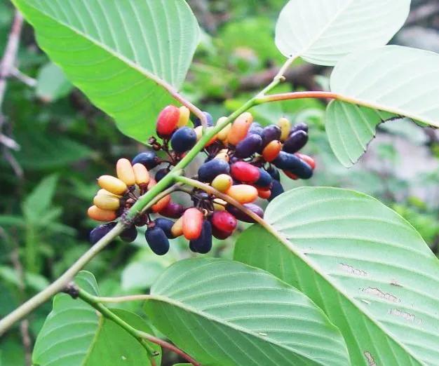 我的微信名是山丁子花开 之二 富饶的大山 资讯咖