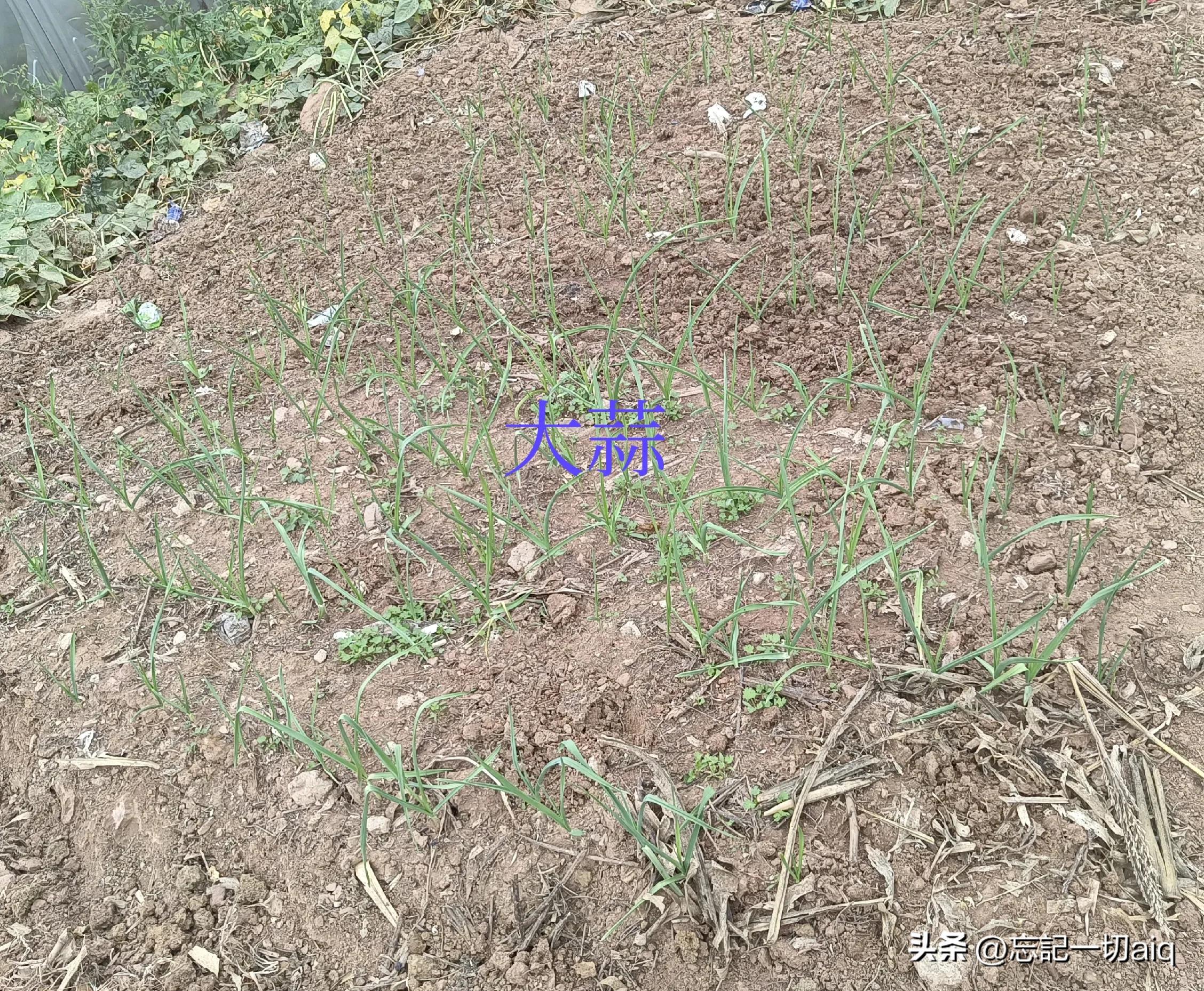 What is the difference between onion and garlic? iNEWS