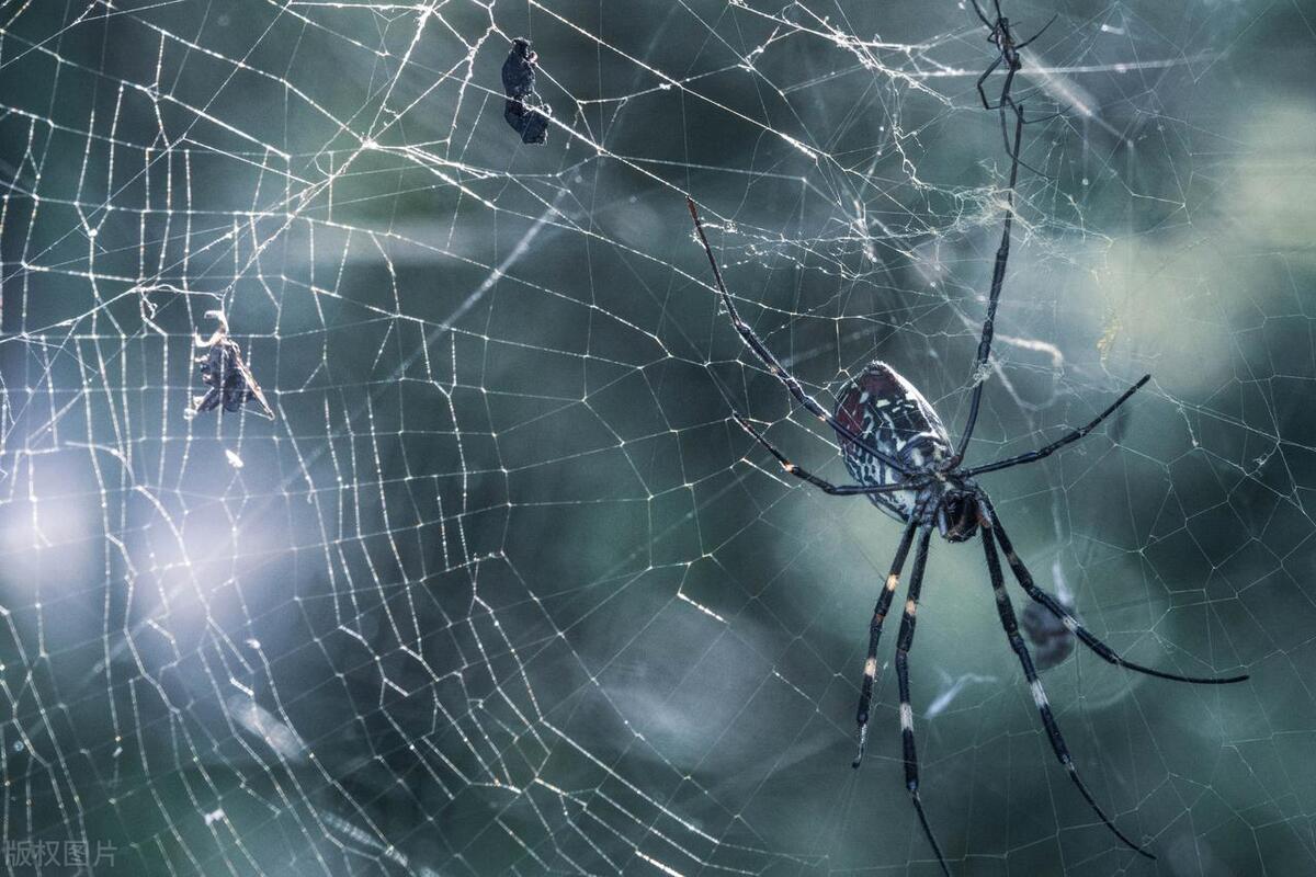 Incredible natural strength that will leave you amazed! Spider silk is
