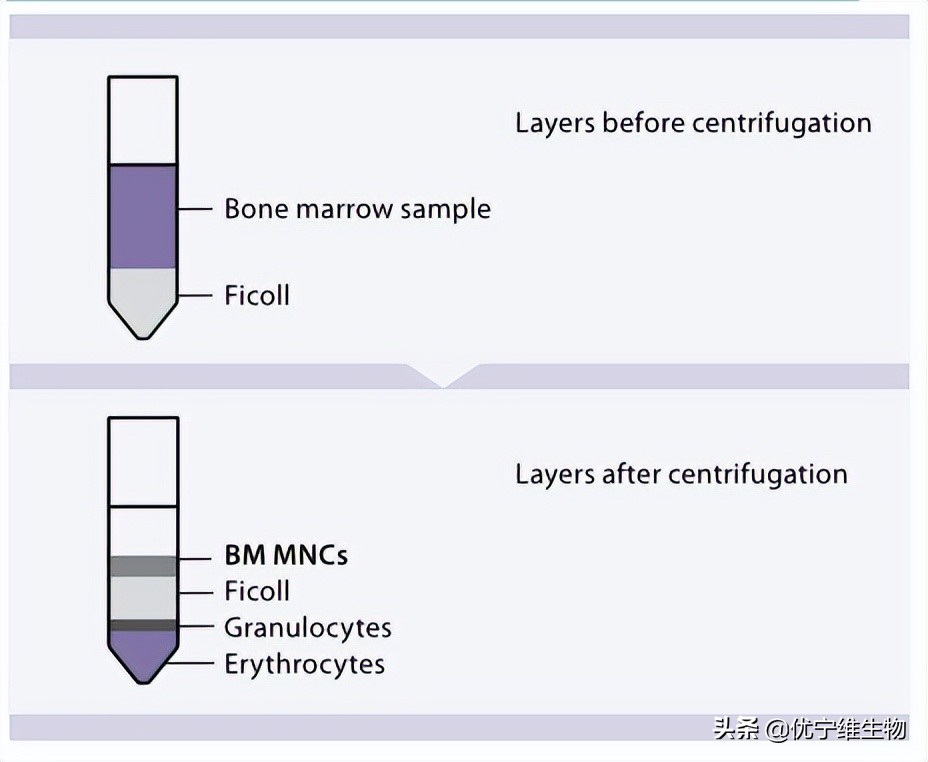 Isolation, Expansion and Phenotyping of Bone Marrow Mesenchymal Stem ...