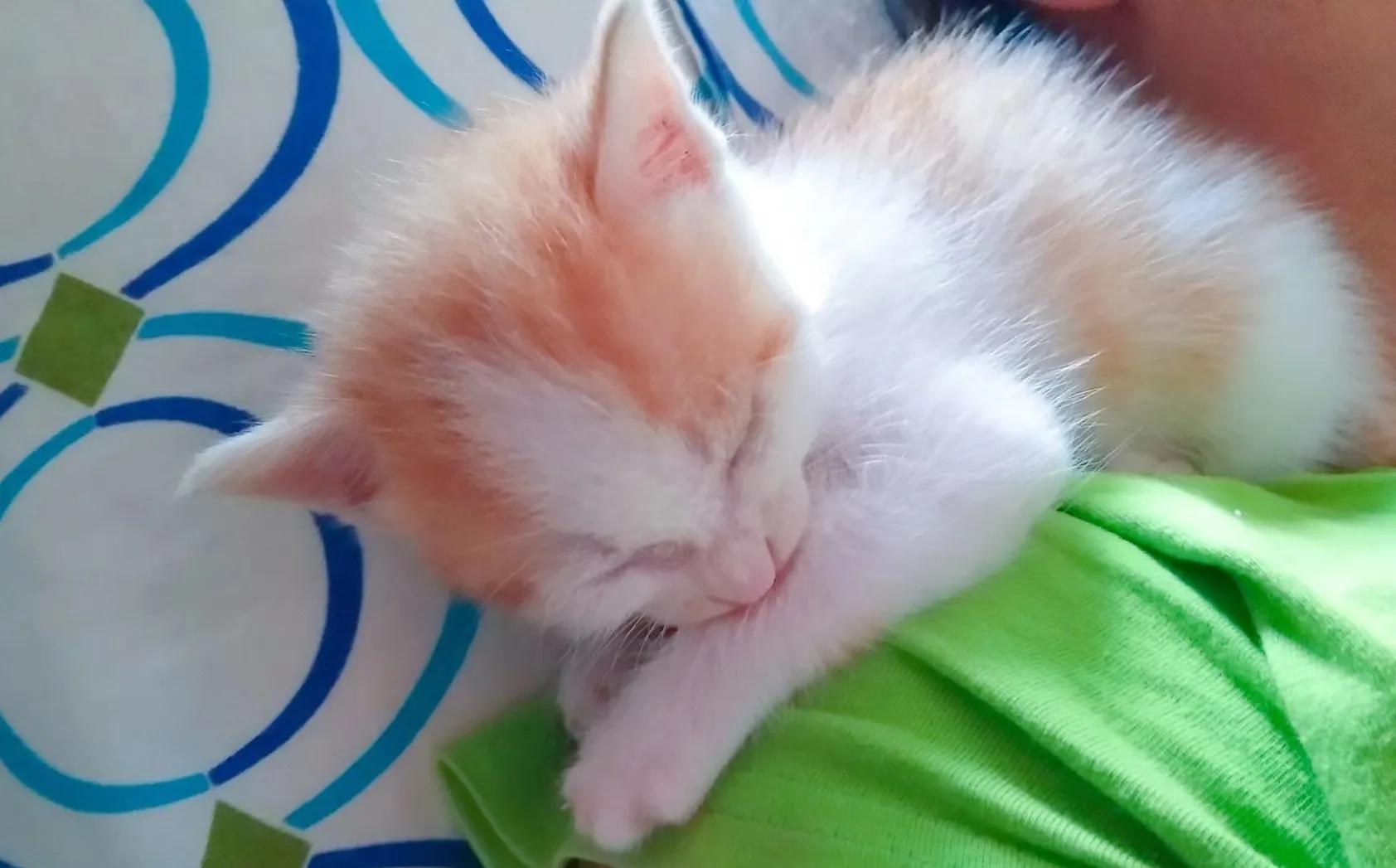 Cats really don't need to be bathed all their lives iNEWS