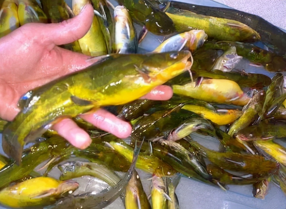 4 kinds of common fish with poisonous needles, if you catch it, be