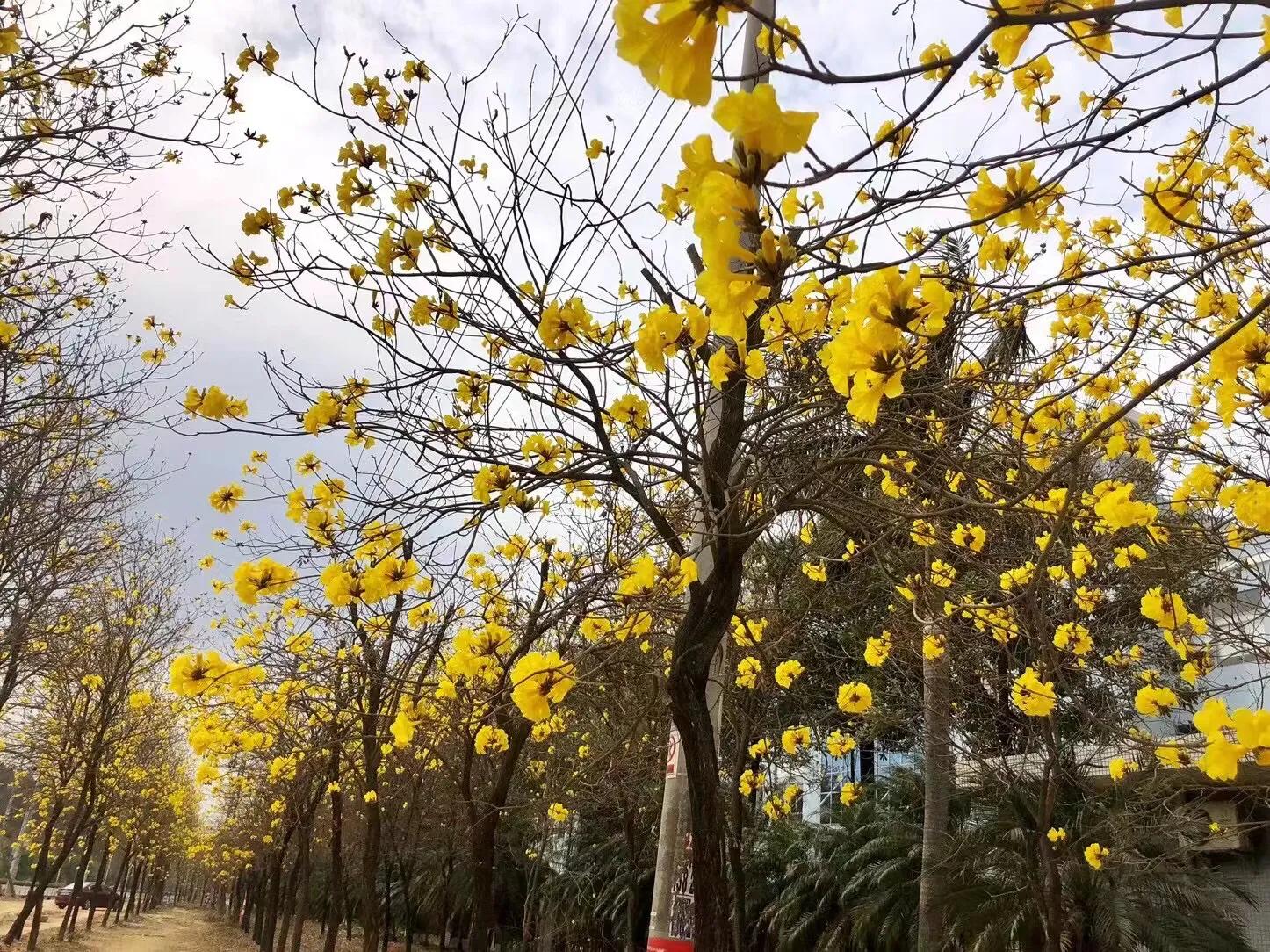 花之韵 32 10首 资讯咖