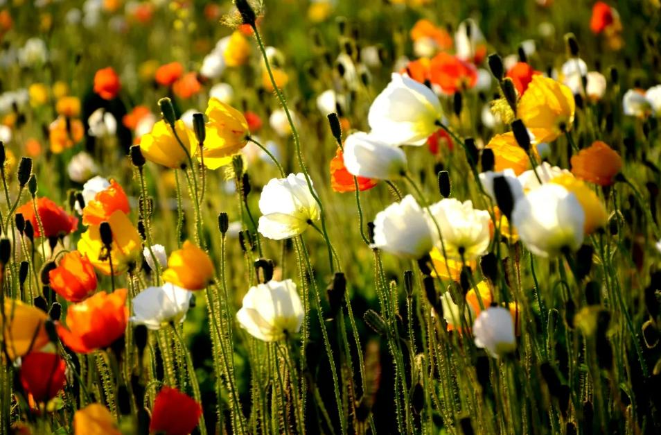 The flowers everywhere in the park are regarded as poppies. What is
