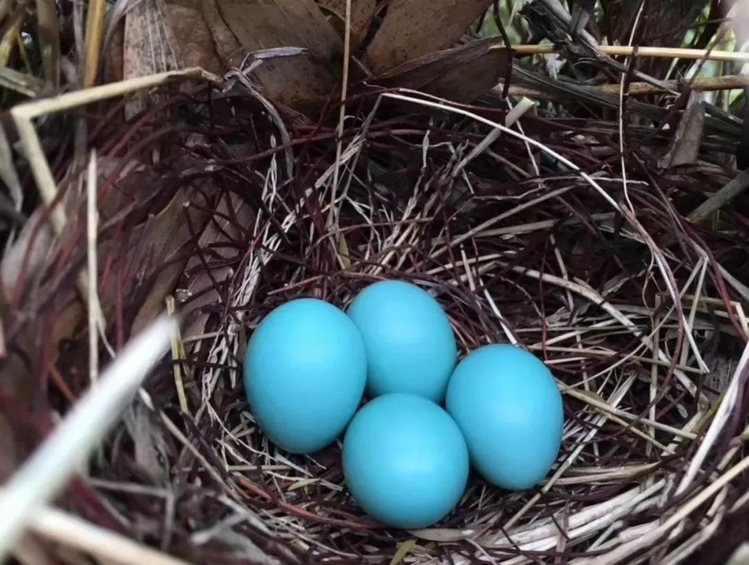 Most bird nests are in the open air, how do birds hide from the rain