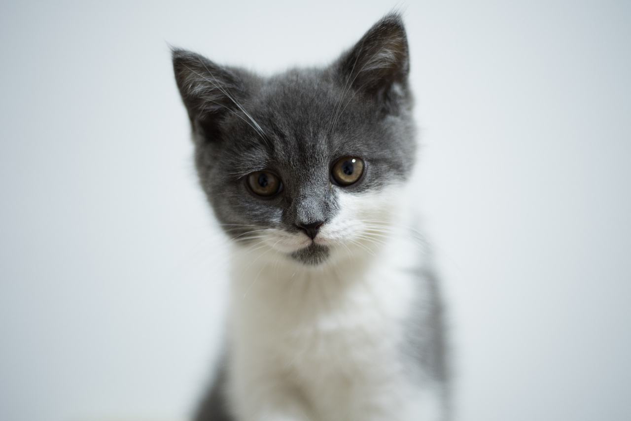 Why do female cats roll around on the ground after mating with male