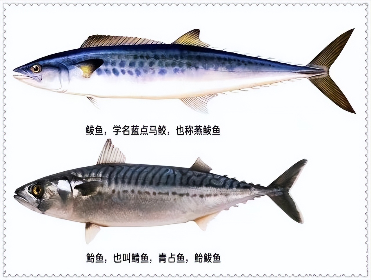 When buying mackerel, it is necessary to distinguish between "pan