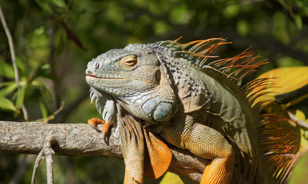 This is how lizards change in color and markings! - iMedia