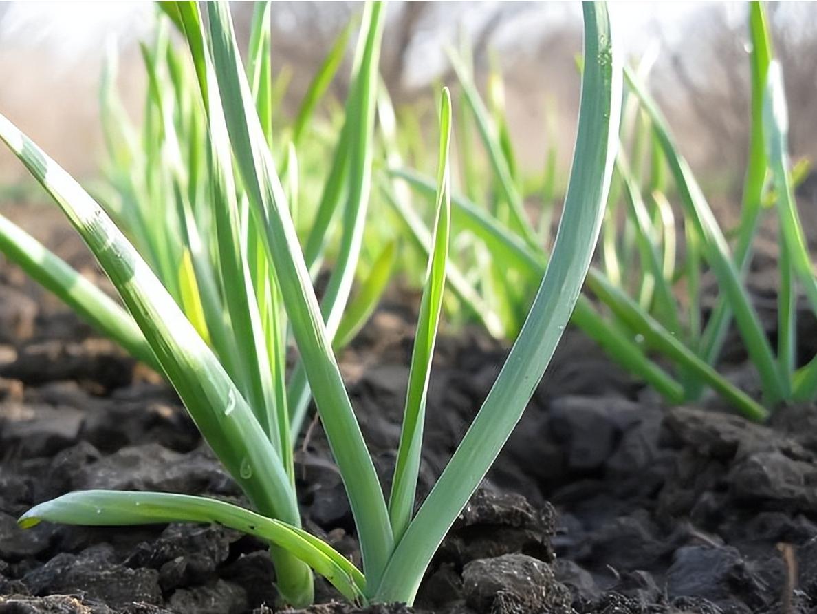 Technical points of garlic planting iNEWS