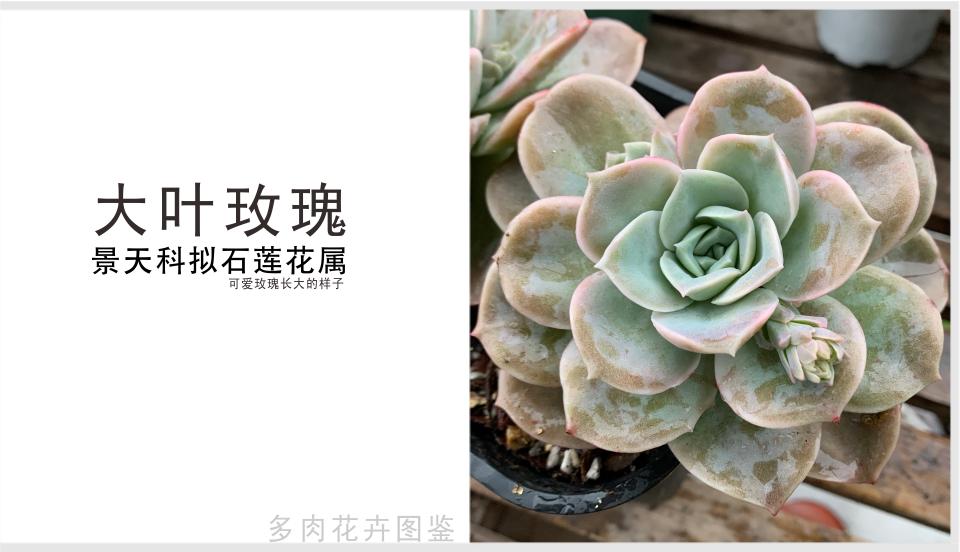 大叶玫瑰 景天科拟石莲花属多肉植物 可爱玫瑰大型版 资讯咖