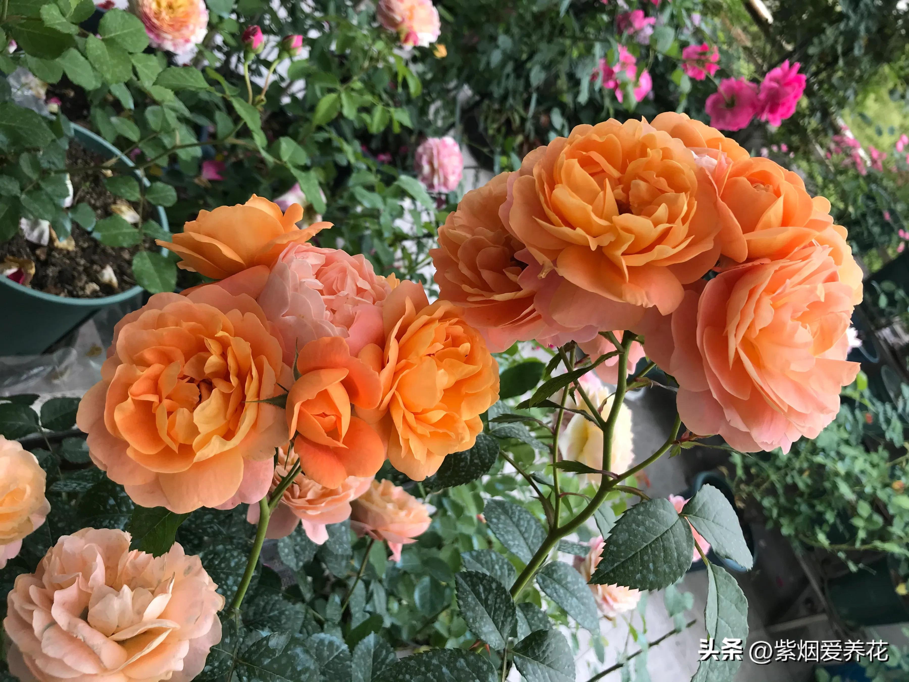 Spring Flowers Roses Some of the best roses for spring flowers in the garden - iNEWS