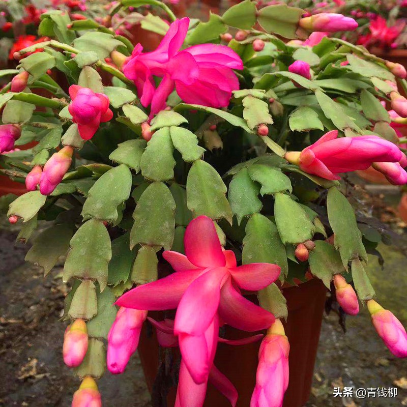 Forest Cactus with Beautiful Flowers - Crab Claw - iNEWS