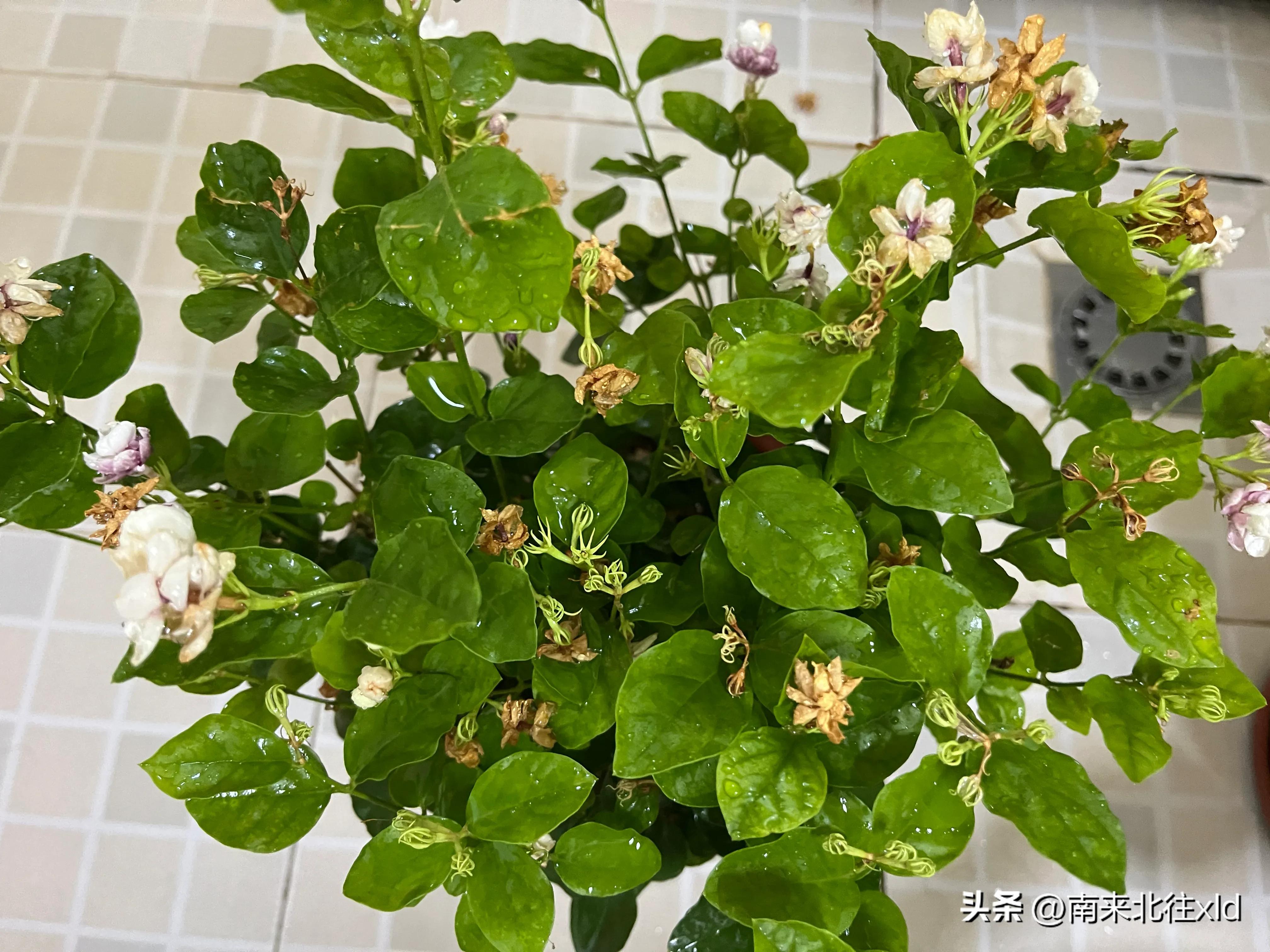 How to get jasmine to bloom more often iMedia