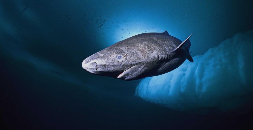 The Average Shark Life Expectancy Is 100 Years Old, And The Greenland 