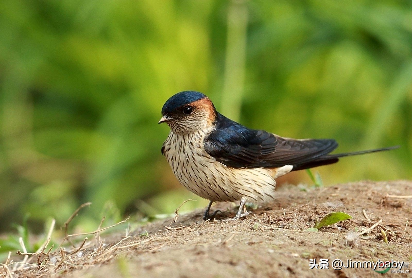 The Legend Of The National Bird Of The World Austrian Swallow Austria