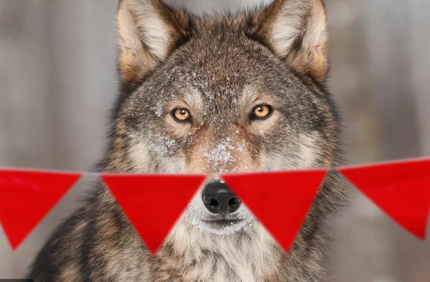 Pourquoi les loups ont-ils si peur des drapeaux rouges ? J'explique avec mes doigts