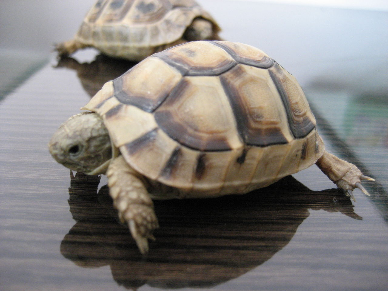 The Ten Most Difficult To Breed Tortoises In The World - Inews