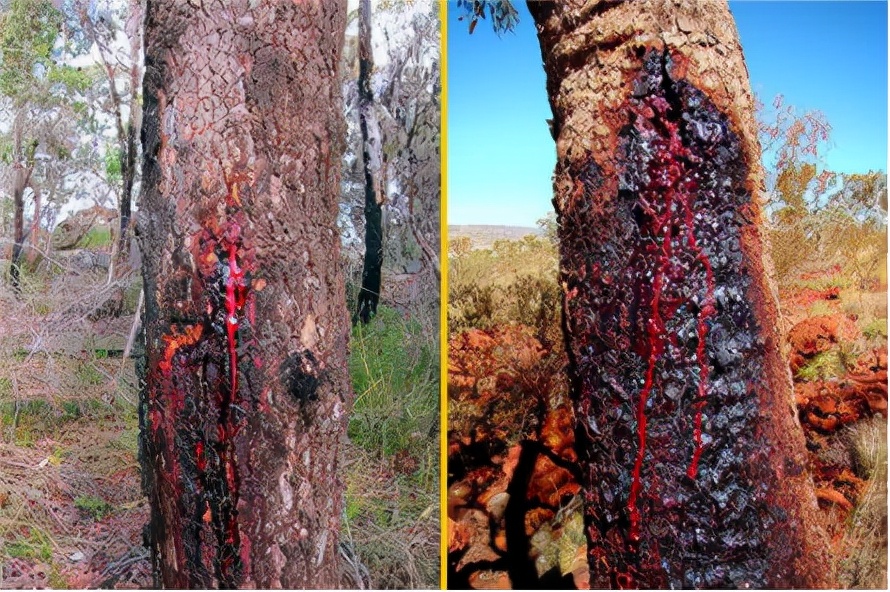 A tree that can bleed, not only has survived for thousands of years ...