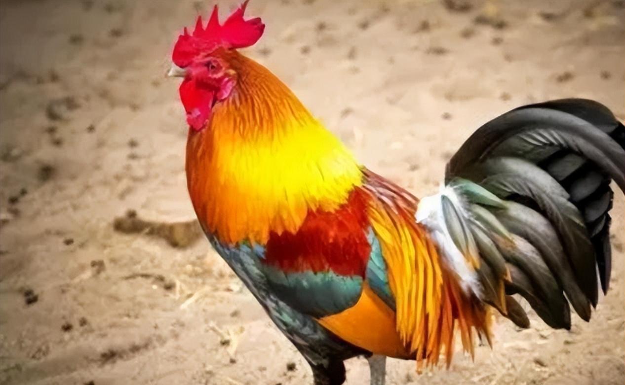 How does the rooster know the time, and why does it crow on time every