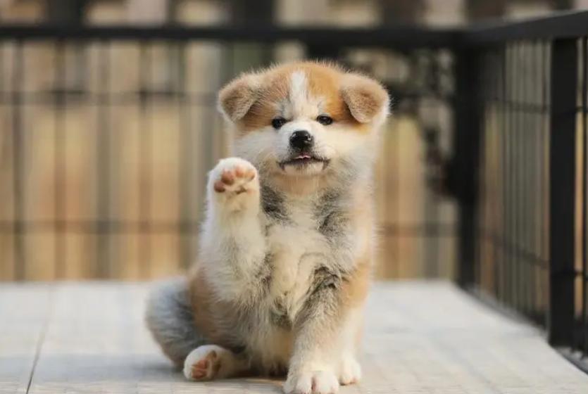 Japan's National Treasure Dog Breed - Akita Inu! - iMedia