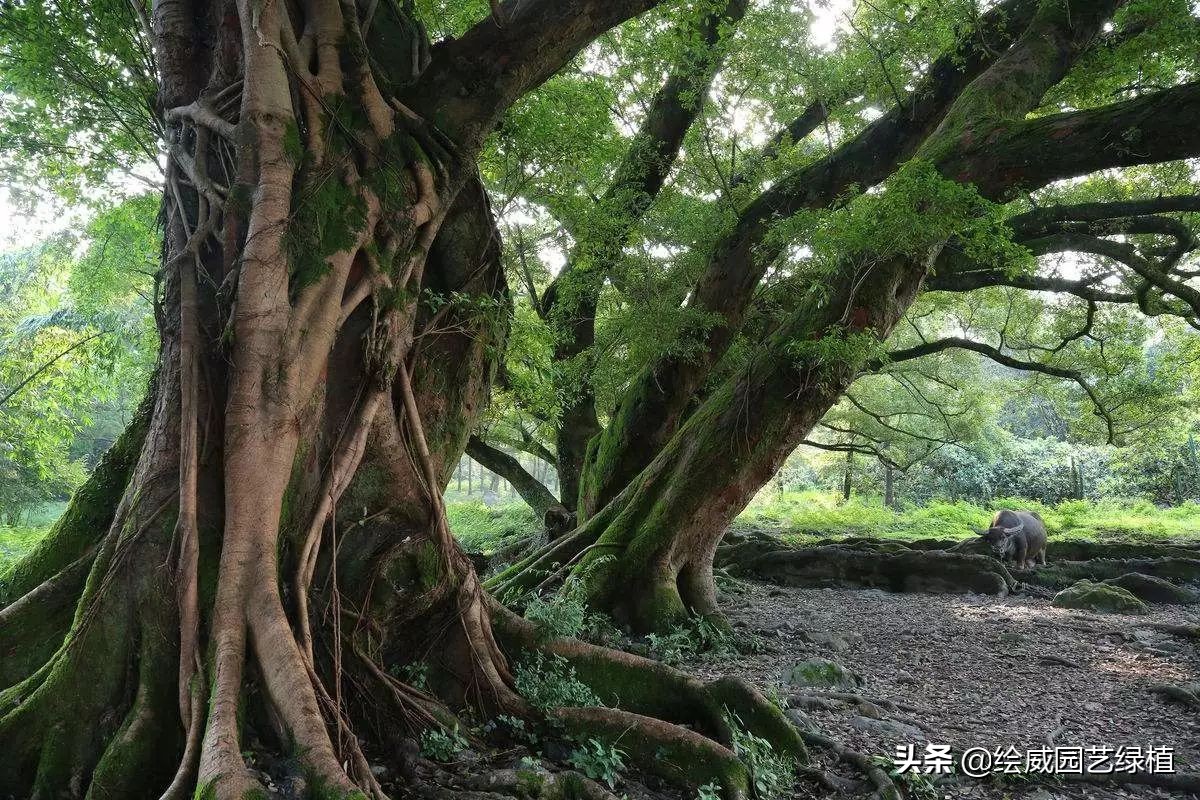 The most Buddhanatured "five trees and six flowers" these Zen green