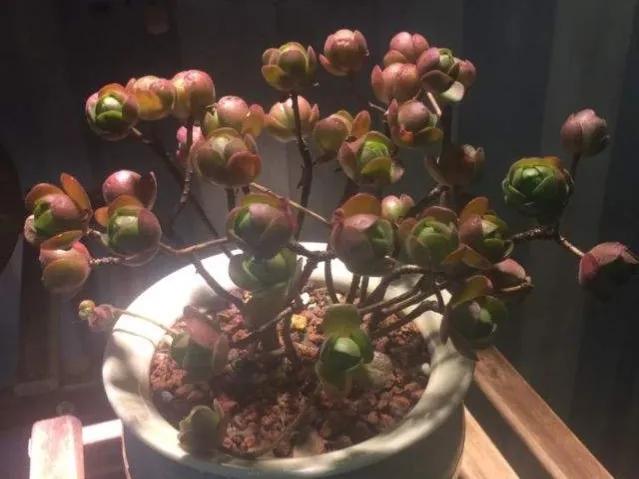 Dormant Mini Roses Succulent football rose, known as the mini rose in the mage!Dormancy ...