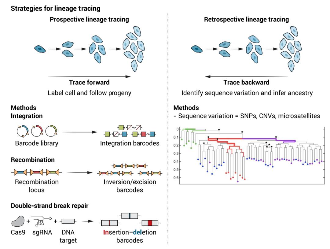 How does cellular DNA 'tagging' reshape disease research? - iNEWS