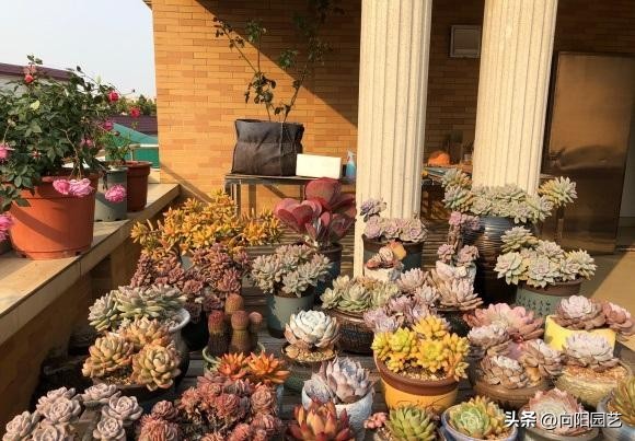 There Are A Lot Of Succulents, And I Am Most Afraid Of Prostitutes ...