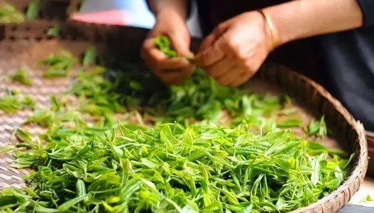 【川茶】猶愛家鄉青城茶‖鄭光福 - 頭條匯